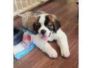 Saint Bernard Puppy for sale in Wautoma, WI, USA