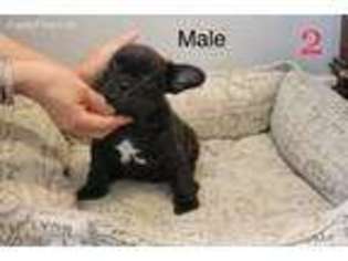 French Bulldog Puppy for sale in Spring Valley, CA, USA