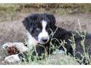 Australian Shepherd Puppy for sale in Calhan, CO, USA