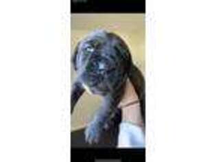 Cane Corso Puppy for sale in North Bend, OR, USA
