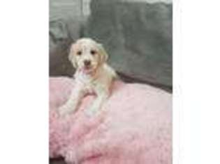 Goldendoodle Puppy for sale in Iola, WI, USA