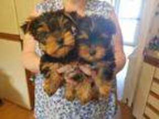 Yorkshire Terrier Puppy for sale in LAQUEY, MO, USA