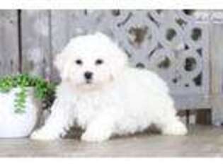 Bichon Frise Puppy for sale in Columbus, OH, USA