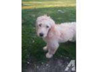 Goldendoodle Puppy for sale in GENOA CITY, WI, USA