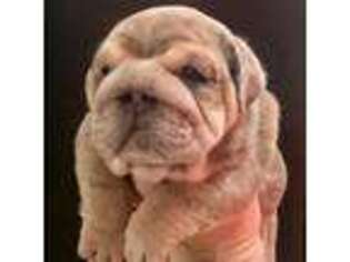Bulldog Puppy for sale in Avon, OH, USA