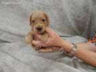 Goldendoodle Puppy for sale in Orange, TX, USA