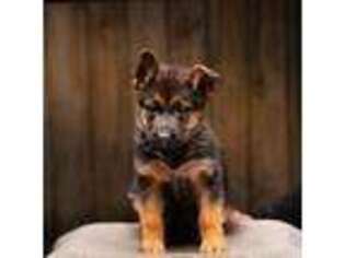 German Shepherd Dog Puppy for sale in Lawton, MI, USA