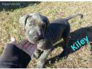 Great Dane Puppy for sale in New Port Richey, FL, USA