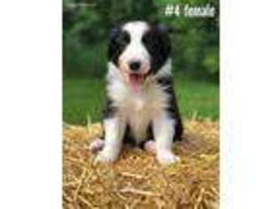 Border Collie Puppy for sale in Carlisle, PA, USA