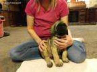 Mastiff Puppy for sale in Richmond, MO, USA