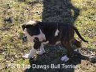 Bull Terrier Puppy for sale in Mcalester, OK, USA