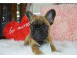French Bulldog Puppy for sale in Lowell, MA, USA