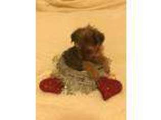 Shorkie Tzu Puppy for sale in Middletown, MD, USA