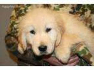 Golden Retriever Puppy for sale in Williamsport, IN, USA