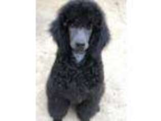 Mutt Puppy for sale in Bearden, AR, USA