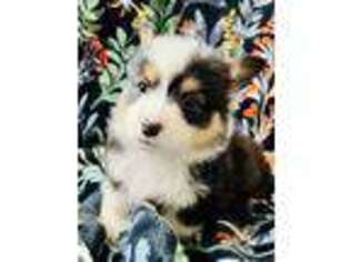 Pembroke Welsh Corgi Puppy for sale in Benjamin, UT, USA