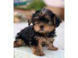 Yorkshire Terrier Puppy for sale in Laguna Hills, CA, USA