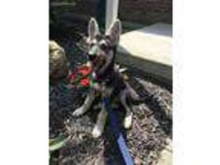 German Shepherd Dog Puppy for sale in Lincoln University, PA, USA
