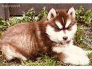Siberian Husky Puppy for sale in East Hardwick, VT, USA