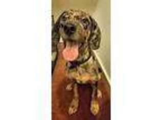 Catahoula Leopard Dog Puppy for sale in SEATTLE, WA, USA