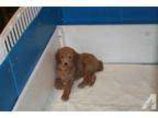 Mutt Puppy for sale in VASS, NC, USA