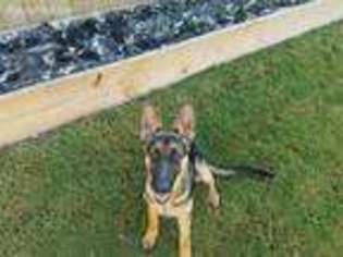 German Shepherd Dog Puppy for sale in Bessemer, AL, USA