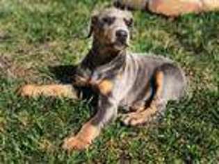 Doberman Pinscher Puppy for sale in Rancho Cucamonga, CA, USA