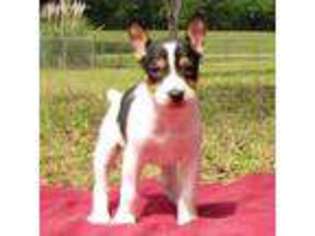 Rat Terrier Puppy for sale in De Mossville, KY, USA