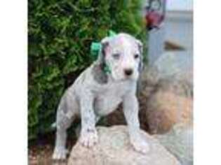 Great Dane Puppy for sale in Cromwell, IN, USA