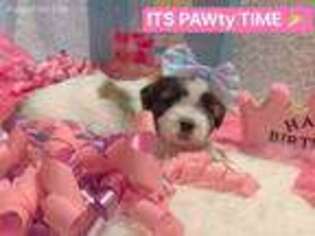 Mutt Puppy for sale in Jonesburg, MO, USA