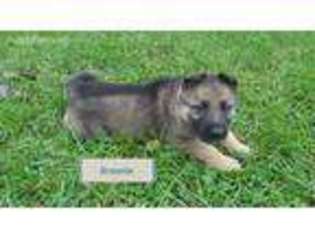 German Shepherd Dog Puppy for sale in Myerstown, PA, USA