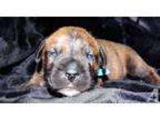 Bullmastiff Puppy for sale in BRYN MAWR, PA, USA