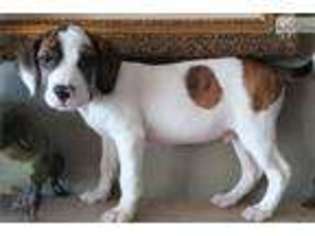 Beabull Puppy for sale in San Diego, CA, USA