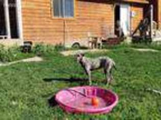 Irish Wolfhound Puppy for sale in Roscommon, MI, USA