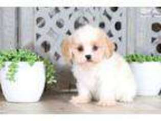 Cavachon Puppy for sale in Columbus, OH, USA