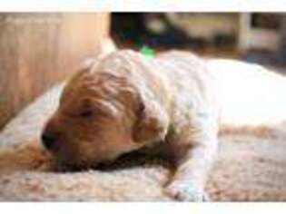 Goldendoodle Puppy for sale in Bloomfield Hills, MI, USA