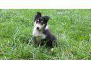 Collie Puppy for sale in Greenfield, MA, USA