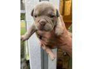Olde English Bulldogge Puppy for sale in Florence, AL, USA