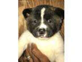 Akita Puppy for sale in Brandon, MS, USA