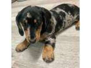 Dachshund Puppy for sale in Stark City, MO, USA