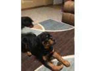 Rottweiler Puppy for sale in Jasonville, IN, USA