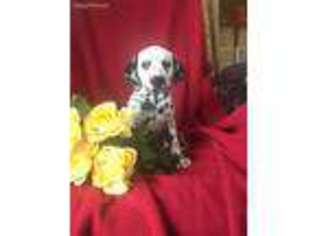 Dalmatian Puppy for sale in Mayslick, KY, USA