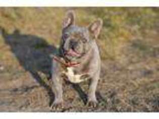 French Bulldog Puppy for sale in Gillette, WY, USA