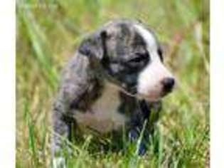 Whippet Puppy for sale in Bonham, TX, USA