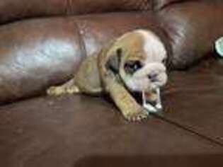 Bulldog Puppy for sale in Fort Stockton, TX, USA