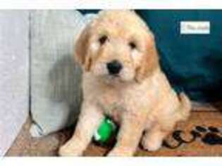 Goldendoodle Puppy for sale in Joplin, MO, USA