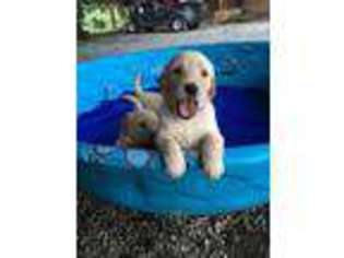 Goldendoodle Puppy for sale in Smithville, MS, USA