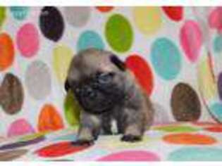 Pug Puppy for sale in Siloam Springs, AR, USA