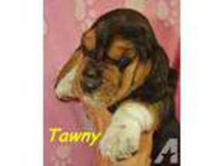 Basset Hound Puppy for sale in ANAHEIM, CA, USA