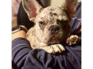 French Bulldog Puppy for sale in Yuba City, CA, USA